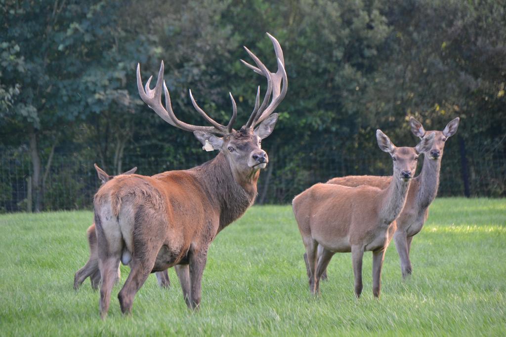 Ballinwillin House Mitchelstown Bagian luar foto